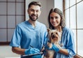 Doctor veterinarian at clinic Royalty Free Stock Photo