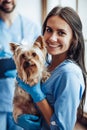 Doctor veterinarian at clinic Royalty Free Stock Photo