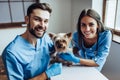 Doctor veterinarian at clinic Royalty Free Stock Photo