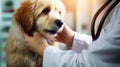 Doctor veterinarian examines a dog in an examination room in a clinic, close-up.