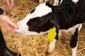 Doctor veterinarian examines the teeth of calf