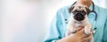 The doctor - the veterinarian holds a little cute pug puppy in his arms. Treatment of animals. Caring for pets.