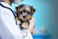 Doctor veterinarian holds a small puppy in his arms. Generative AI