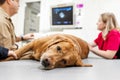 Doctor veterinarian makes ultrasound and cardiogram of the dog`s heart in the office. Sick dog breed Labrador looking at the