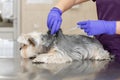 Doctor veterinarian vaccinates a small dog in a veterinary clinic. Doctor vet makes an injection to a puppy.nBlurred