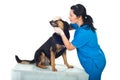 Doctor Veterinary Examine Teeth Dog