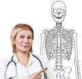 Doctor woman pointing on drawing human skeleton.