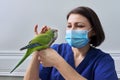 Doctor woman veterinarian examining a green Quaker parrot Royalty Free Stock Photo