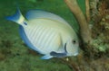 Doctorfish