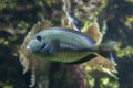 Doctorfish Acanthurus chirurgus