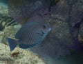 Doctorfish Acanthurus chirurgus