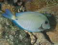 Doctorfish On a Reef Royalty Free Stock Photo