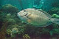 Doctorfish tang Acanthurus chirurgus