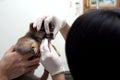 Doctors are examining dog teeth. Veterinarian doctor is making a Royalty Free Stock Photo