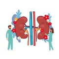 Doctors studying kidneys of donor at clinic. Medical persons checking human organ for surgery flat vector illustration