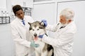 Elderly vet and assistant observing ear of malamute. Royalty Free Stock Photo