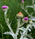 Thistle, Emblem of Scotland