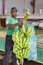 Documentary editorial image. Man cut bananas bunch