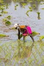 Documentary editorial image. Unidentified women transplanted rice shoots they plant the new crop in the rice paddy.