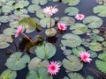 documenting beautiful lotus flowers growing abundantly in a fish pond