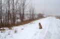 Dod sitting along in a trail beside a power line on a foggy day Royalty Free Stock Photo