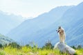 Dod with woman living in mountains area Royalty Free Stock Photo