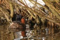 Dodaars; Little Grebe; Tachybaptus ruficollis