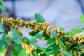 Dodder Genus Cuscuta is parasitic plants Royalty Free Stock Photo