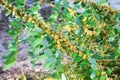 Dodder Genus Cuscuta is parasitic plants Royalty Free Stock Photo