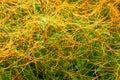 Dodder Illinois Prairie Royalty Free Stock Photo