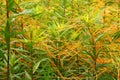 Dodder Illinois Prairie Plant Royalty Free Stock Photo