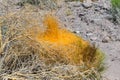 Dodder vine overtakes a Brittlebush plant