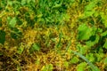 Dodder (Genus Cuscuta) is parasitic and totally dependent on other host plants for survival Royalty Free Stock Photo