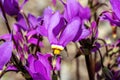 Dodecatheon meadia Royalty Free Stock Photo