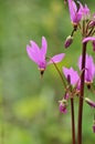 Dodecatheon meadia shooting star Royalty Free Stock Photo