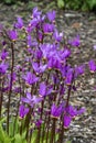 Dodecatheon meadia Royalty Free Stock Photo