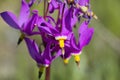 Dodecatheon pulchellum