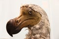 Dodo Royalty Free Stock Photo