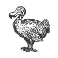 Dodo bird animal engraving vector illustration