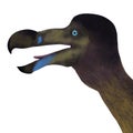 Dodo Bird Head