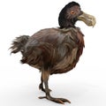 Dodo Bird