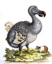 DODO raphus cucullatus