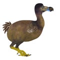 Dodo Bird Side Profile Royalty Free Stock Photo