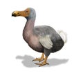 Dodo