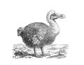 Dodo dront Raphus cucullatus. Extinct bird from Mauritius island. Black and white silhouette. vintage illustration from Brockhau