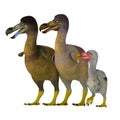 Dodo Bird Family
