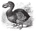 Dodo or Raphus cucullatus, vintage engraving