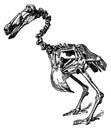 Dodo skeleton I Antique Bird Illustrations Royalty Free Stock Photo