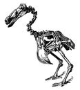 Dodo Skeleton, vintage illustration Royalty Free Stock Photo