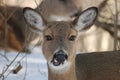 Doe Royalty Free Stock Photo